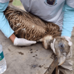 Assam: Six Himalayan Griffon vultures found dead in Lakhimpur’s Dhakuakhana